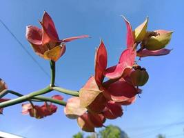 Fokusblumenfoto mit ein wenig Unschärfe foto