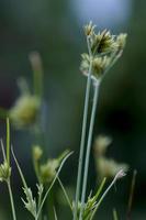 poaceae, es fühlt sich einsam an. es ist schön und hervorragend. foto