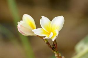 Plumeria-Blumen sind so schön, dass sie in Thailand beliebt sind. foto