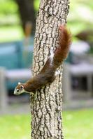 das Eichhörnchen klettert auf den Baum. es sieht nach viel Spaß aus. foto