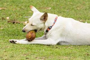 Der Hund spielt mit der Kokosnuss, dass es Spaß macht. foto