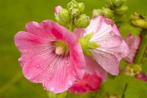 Malvenblüte im Garten. foto