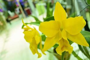 Cattleya ist eine Gattung von 113 Orchideenarten von Costa Rica und den Antillen im Süden bis nach Argentinien. foto