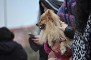 Pommerscher Spitzhund foto