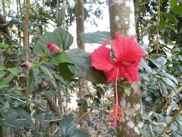 rote Hibiskusblüte foto