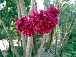 schöne rosa und weiße Blumen foto