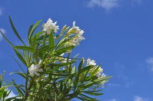 Nerium Oleander - Plantae Angiospermen Eudicots Asteriden Gentiana foto