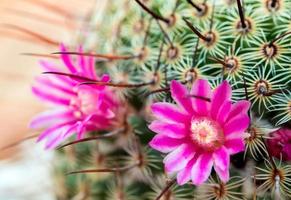 blühender Kaktus mit wunderschönen rosa Kaktusblüten foto