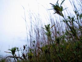 Grashalm im Wind auf der Wiesenlandschaft foto