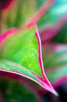 Schöne Farbe auf dem Blatt der tropischen Zimmerpflanze Aglaonema 'siam aurora' foto