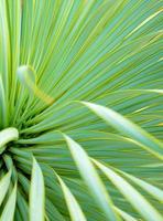 saftige Yucca-Pflanze Nahaufnahme, Dorn und Detail auf den Blättern der schmalblättrigen Yucca foto