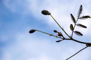 Blumen und Blätter der riesigen empfindlichen Pflanze im Hintergrund des blauen Himmels foto