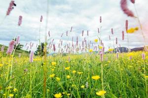 wilde Blumen bei Sonnenuntergang in den Bergen. foto