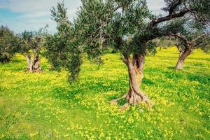 schöne gelbe blumen im garten mit alten bäumen foto