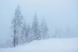 Winterlandschaftsbäume bei Frost und Nebel foto