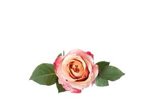 rosa Rose auf weißem Hintergrund