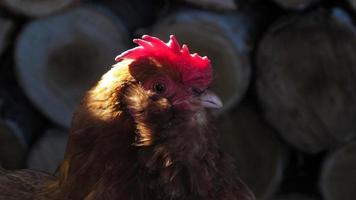 Huhn auf dem Bauernhof. Hühner züchten. Hühnerfarm foto