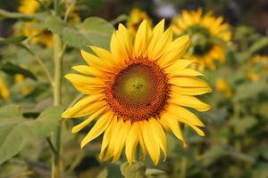 gelbe sonnenblume mit blättern nahaufnahmefoto. schöne sonnenblume an einem sonnigen tag. sonnenblume, die im sonnenschein-nahaufnahmefoto blüht. gelbe blume mit grünen blättern und mit einem natürlichen hintergrund. foto