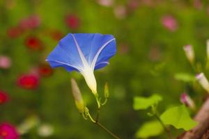 natürlicher Blumenhintergrund foto