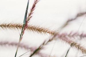 gloden trockene Gras Ährchen im weichen Fokus in der untergehenden Sonne Nahaufnahme. natürlichen Hintergrund. - Bild foto