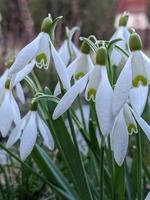 Schneeglöckchen. Galanthus, Nivalis. foto