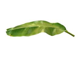 Bananen- oder Musaceae-Blatt auf weißem Hintergrund foto