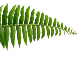 Polypodiophyta-Pflanzen mit grünen Blättern auf weißem Hintergrund foto