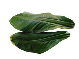 grüne Pflanze oder grünes Blatt isoliert auf weißem Hintergrund foto