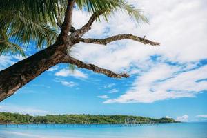 trockener Baum am Strand am Himmel. foto