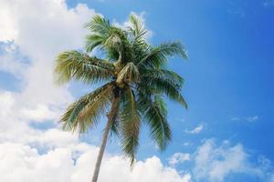 Palme mit blauem Himmel bei Sonnenlicht.