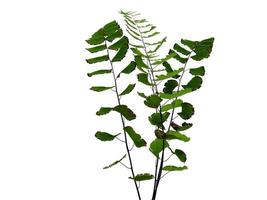 grüne Blattstruktur. grüne Blätter isoliert auf weißem Hintergrund. grüner Blattmusterhintergrund foto