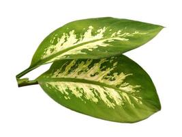 Aglaonema grünes Blatt auf weißem Hintergrund foto