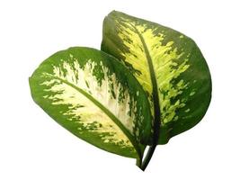 Aglaonema grünes Blatt auf weißem Hintergrund foto