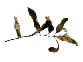 brauner Blatthintergrund. alte Blattstruktur. trockene braune Blätter. altes Blatt auf weißem Hintergrund foto