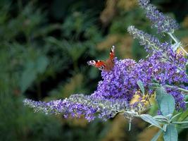 Europäischer Pfauenschmetterling foto