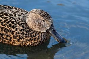 Cape Shoveler auf einem See foto