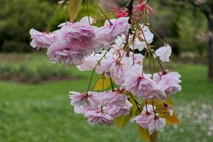 Kirschblüte im Roath Park Cardiff foto