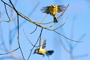 Blaumeisen im Flug foto