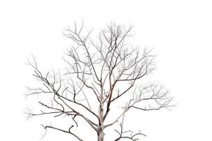 trockene Zweige, trockene Bäume auf einem weißen Hintergrundobjektkonzept foto