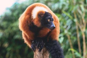 Porträt von Red-Ruffed-Lemur auf dem grünen Hintergrund foto