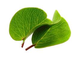 Ipomoea pes-caprae-Blätter oder Strandwindenblatt isoliert auf weißem Hintergrund foto