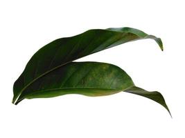 Magnolien-Champaca-Blatt auf weißem Hintergrund foto