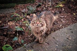 Langhaarige Katze, die in die Kamera schaut foto