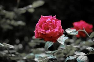 Einzelne rosa Rose mit dunkelgrünem Hintergrund aus nächster Nähe foto