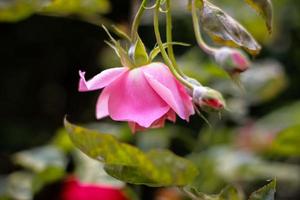 Einzelne rosa Rose auf den Kopf gestellt mit dunkelgrünem Hintergrund aus nächster Nähe foto