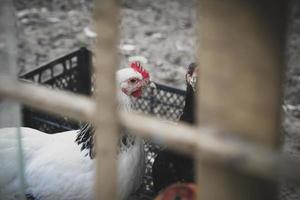 weiße Bauernhofhühner, die neugierig in die Kamera schauen foto