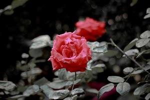 Einzelne rosa Rose mit dunkelgrünem Hintergrund aus nächster Nähe foto