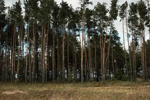 Hohe, dünne Bäume nebeneinander am Straßenrand in Weißrussland foto