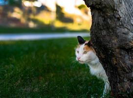 weiße katze auf dem gras nahe dem baum foto