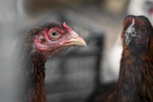 Rotbraune Bauernhühner, die hinter Zäunen neugierig auf die Kamera schauen foto